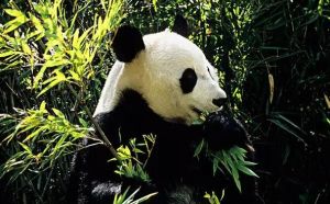 卡內(nèi)普保護(hù)區(qū)