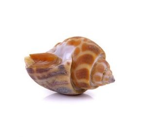 方斑東風螺 方斑東風螺