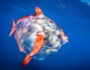月亮魚(yú)