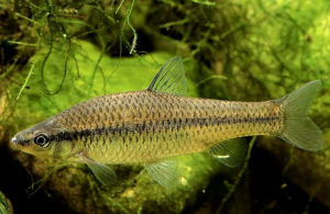 麥穗魚(yú)
